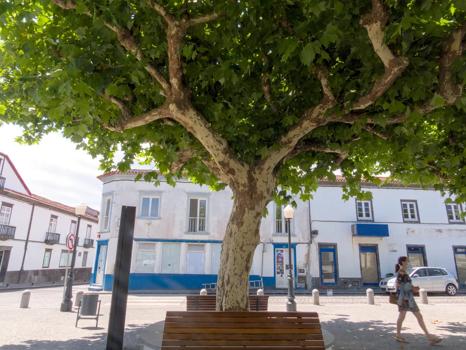 A plane tree shading a paved square in the town of Lagoa, with white two-storey houses with blue trim behind