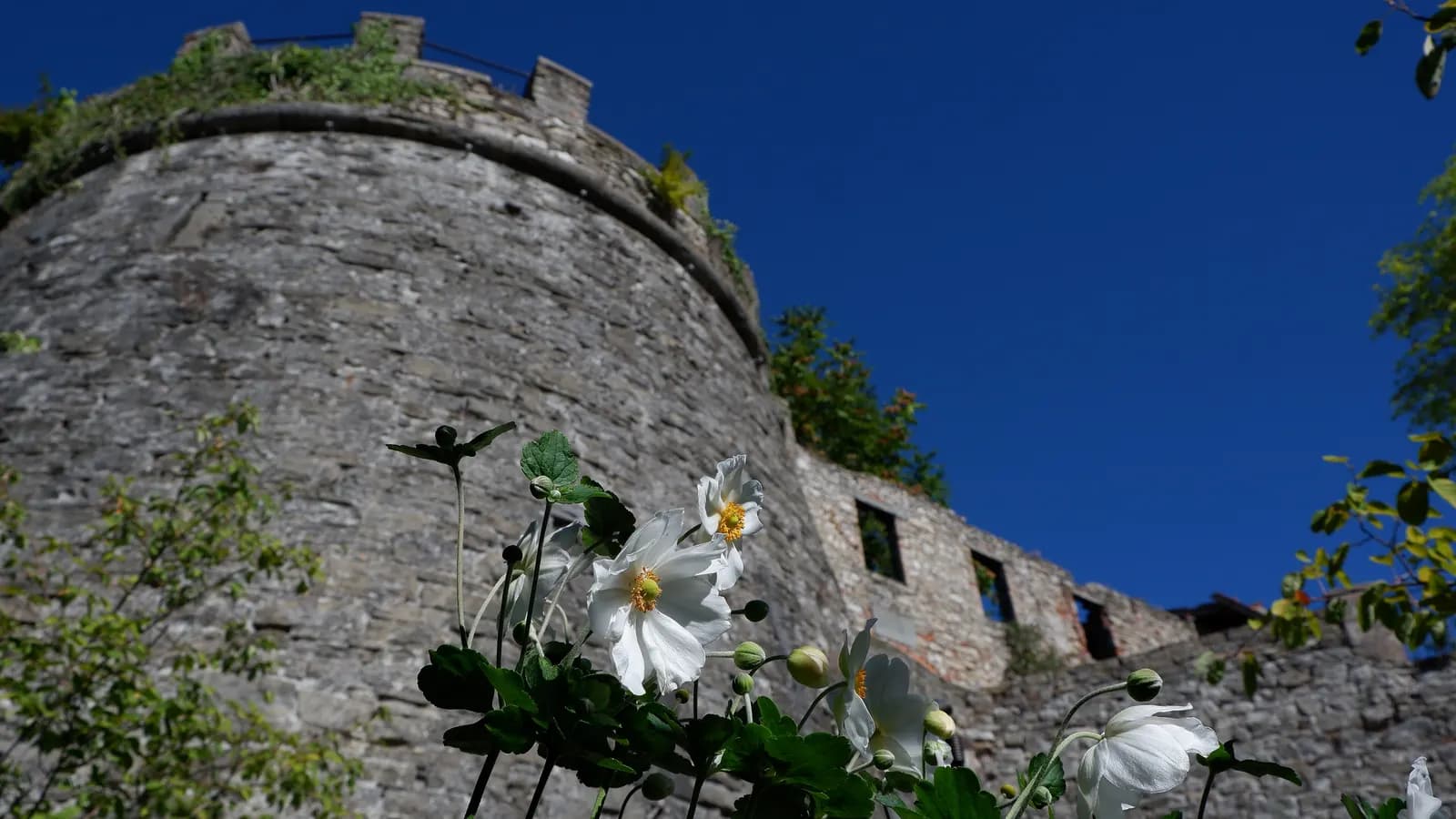The round stone tower of the castle on San Vigilio hill above Città Alta, with white anemones in front and a clear blue sky.