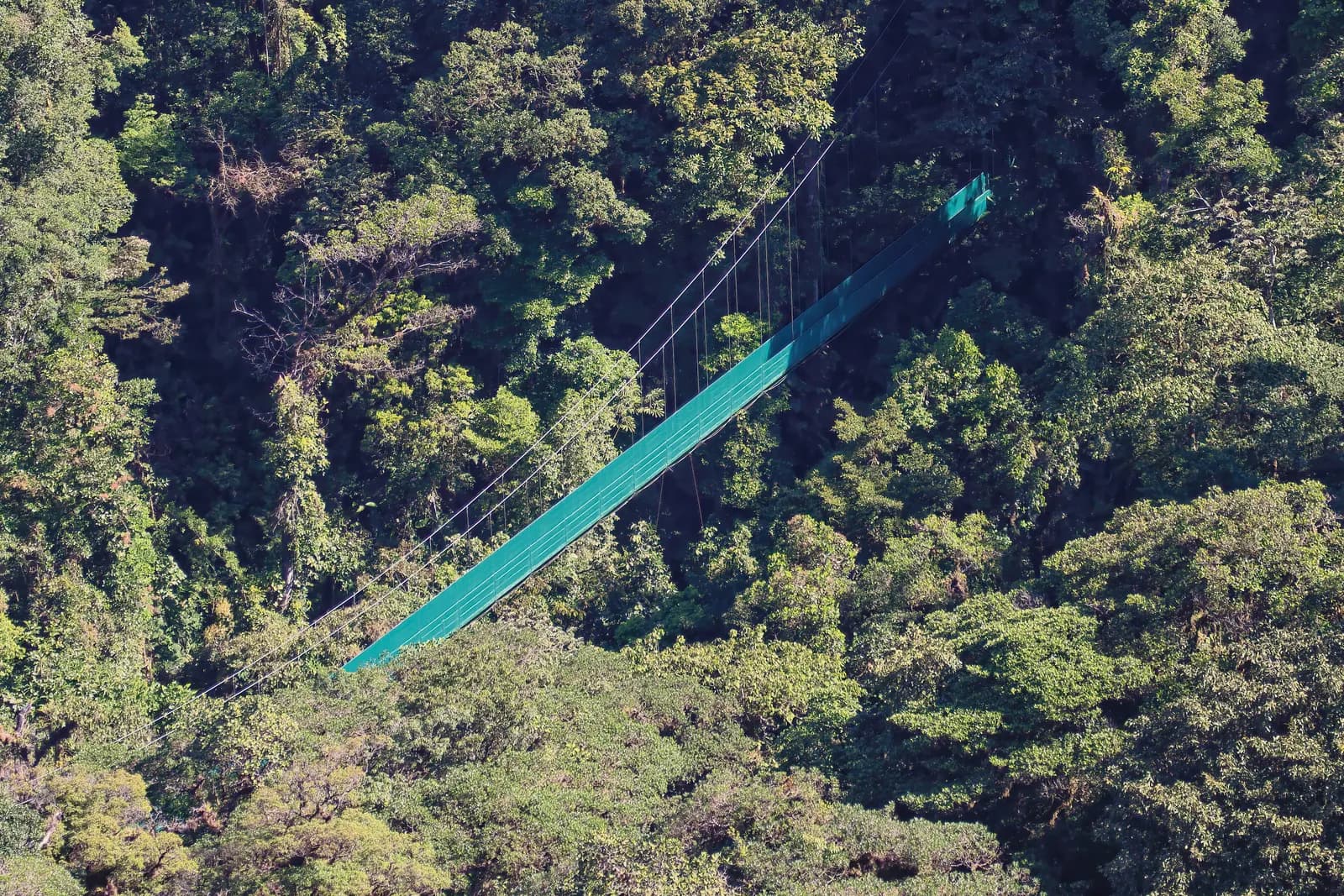 A long green suspension bridge crossing the forest canopy at Monteverde