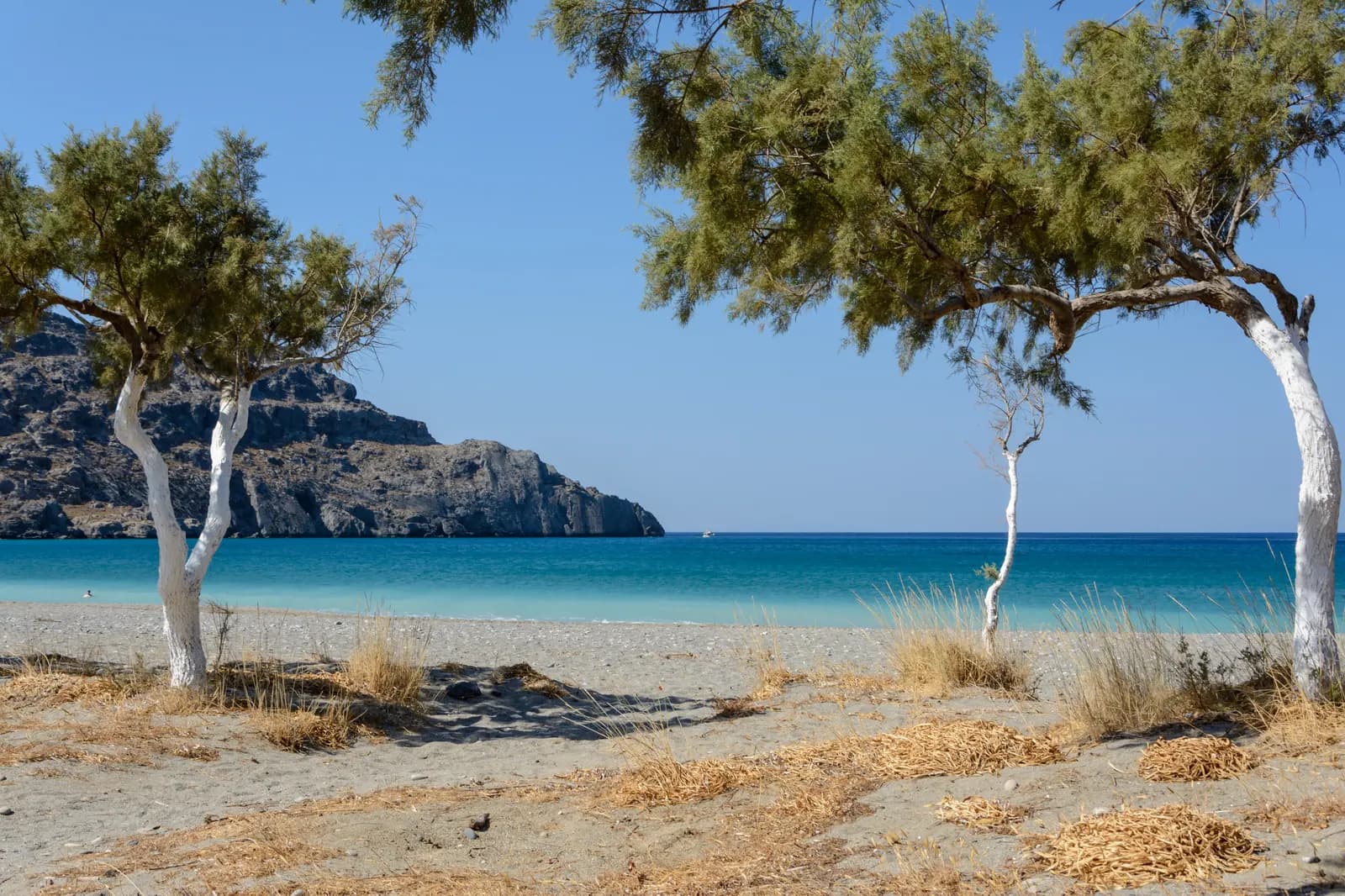 Tamarisk trees with whitewashed trunks on the sand at Plakias beach, turquoise sea and a rocky headland behind