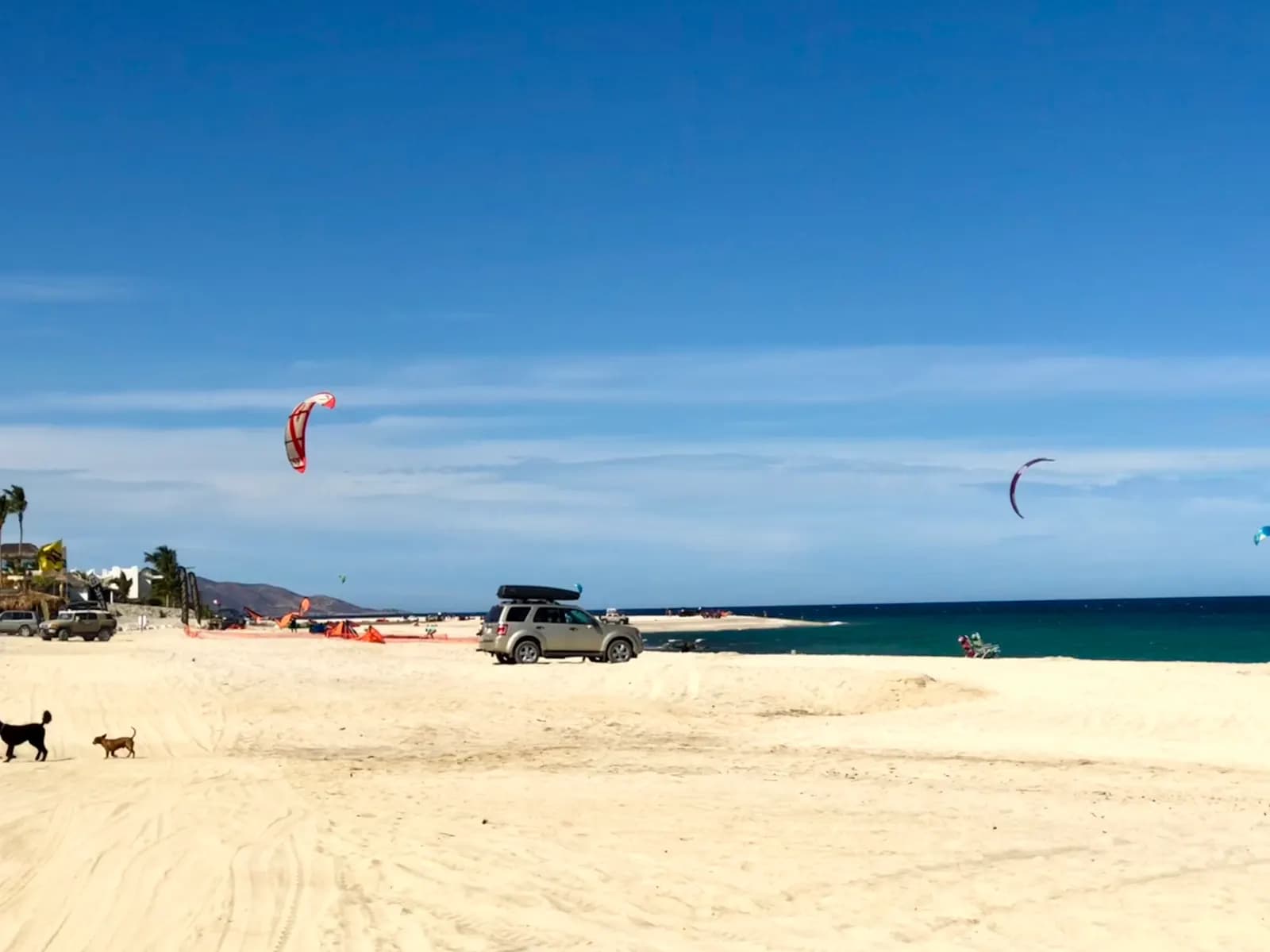 Kites over the Sea of Cortez off the white sand of Los Barriles, with two dogs and parked cars on the beach