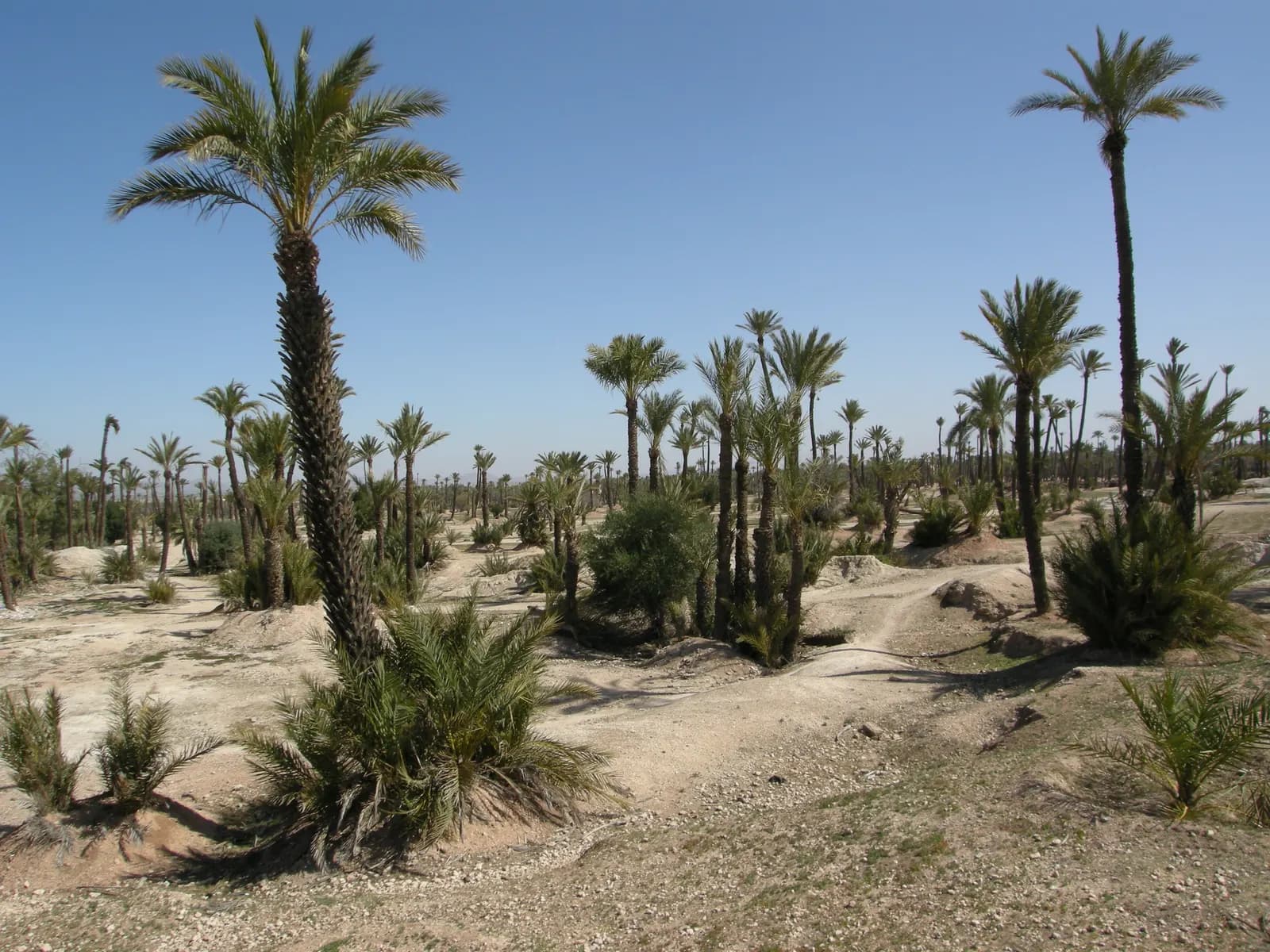 Date palms and low shrubs spread over dry, stony ground in the Palmeraie of Marrakech under a clear sky