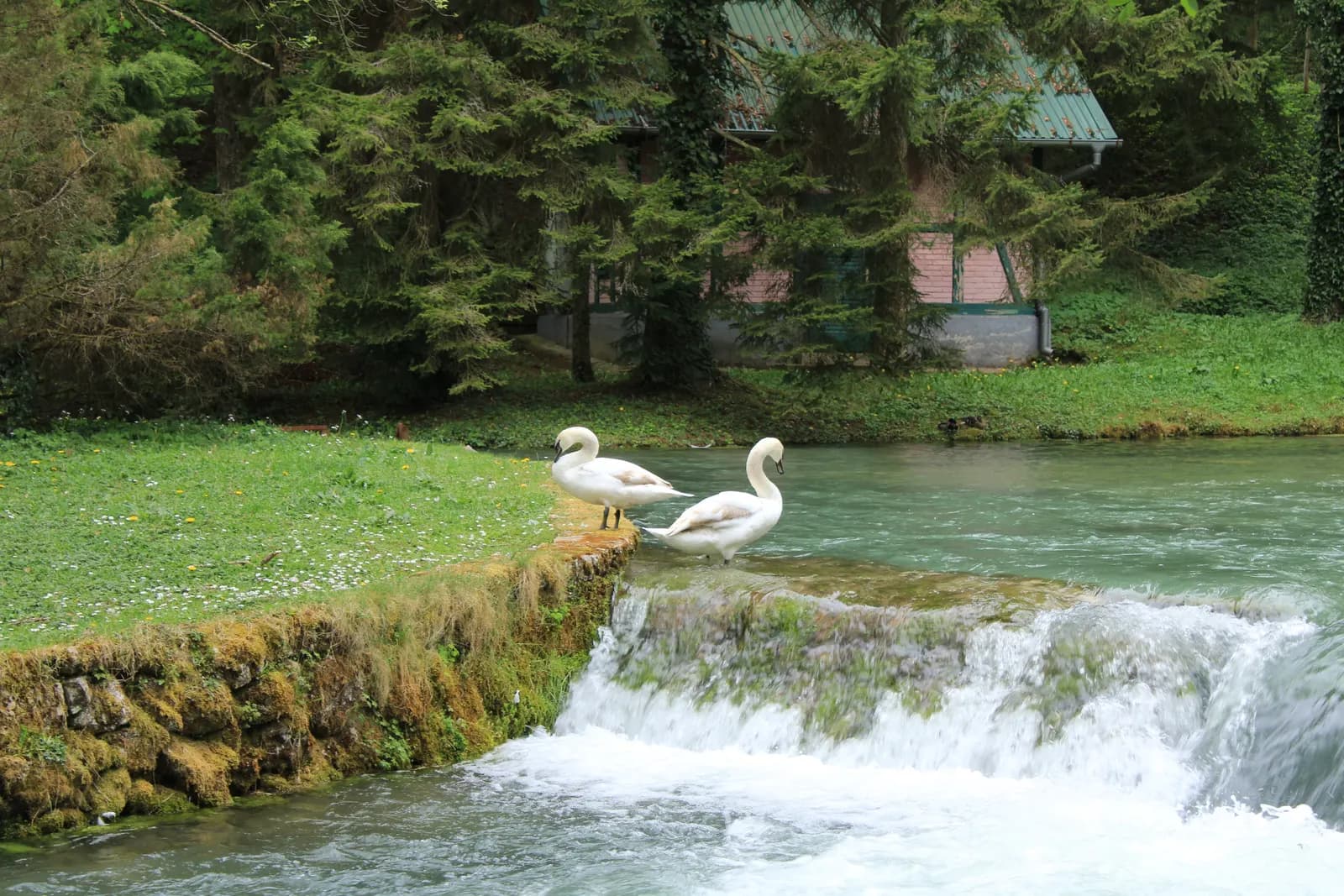 Two swans on a grassy bank beside a small cascade at Vrelo Bosne, the springs of the Bosna near Ilidža, with trees behind