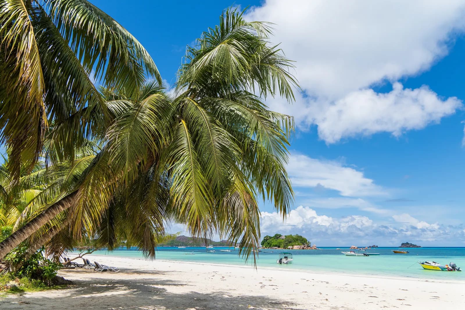 Côte d'Or beach at Anse Volbert on Praslin, with a leaning palm over white sand, sun loungers, small boats on turquoise water and an islet offshore