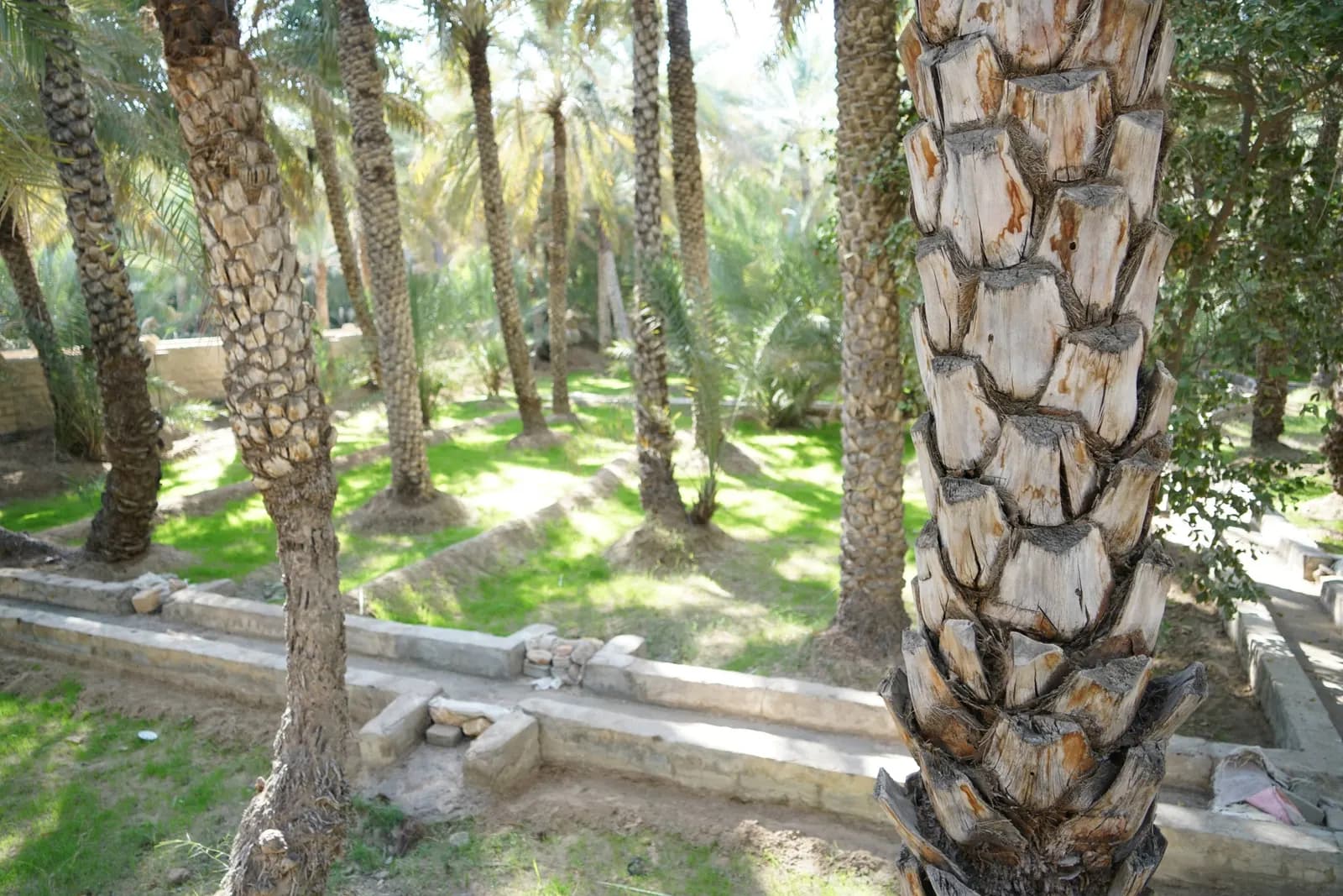 Date palm trunks and grass in the Al Ain Oasis, with a stone-lined falaj irrigation channel running between the trees
