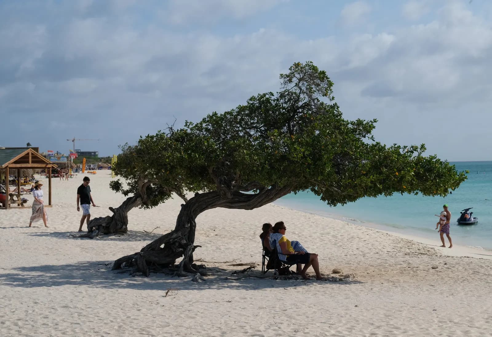A wind-bent tree on the white sand of Eagle Beach, with people on the beach and turquoise sea behind