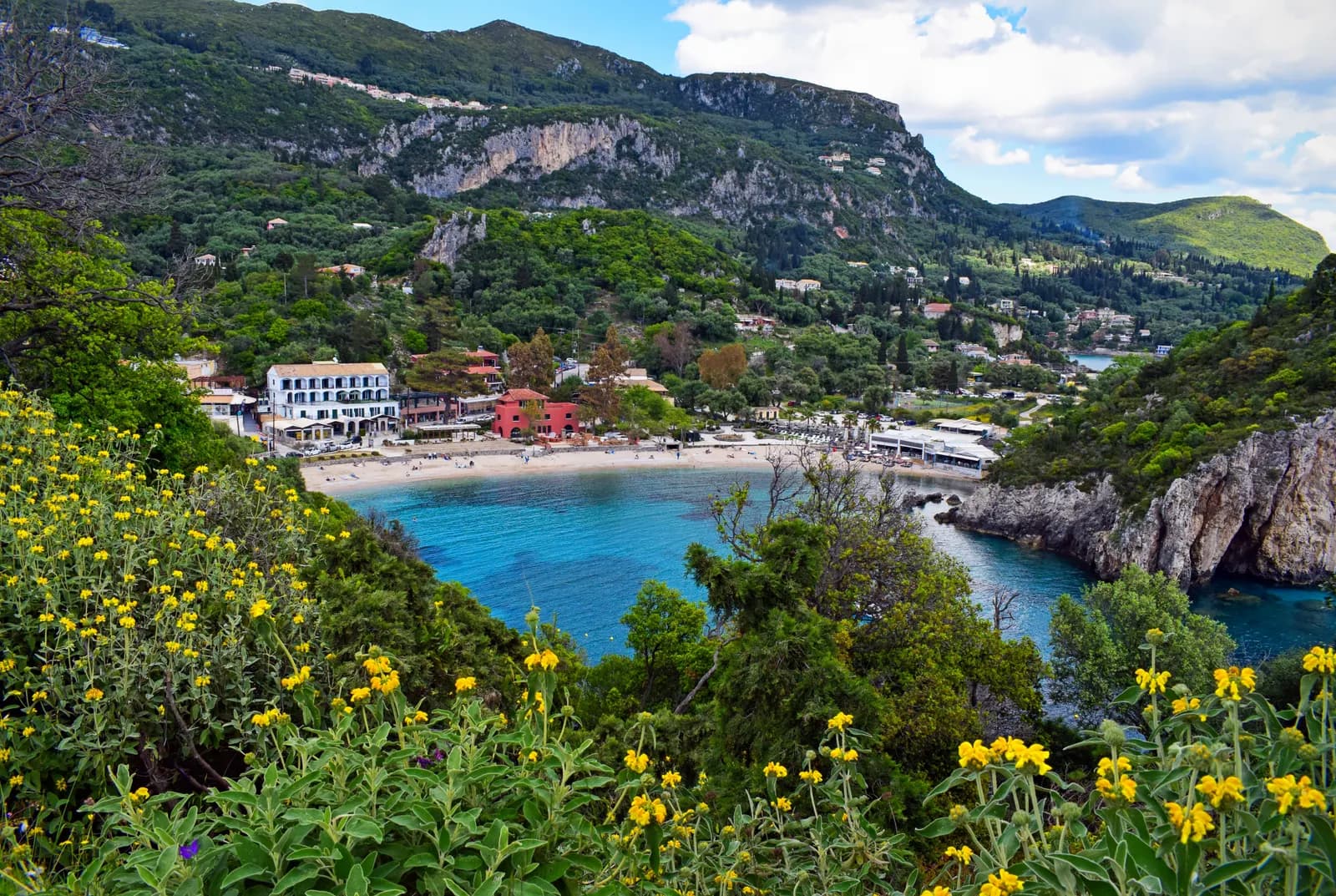 Paleokastritsa bay seen from the hillside, with a sandy beach, hotels among the trees, limestone cliffs and yellow flowering shrubs in the foreground