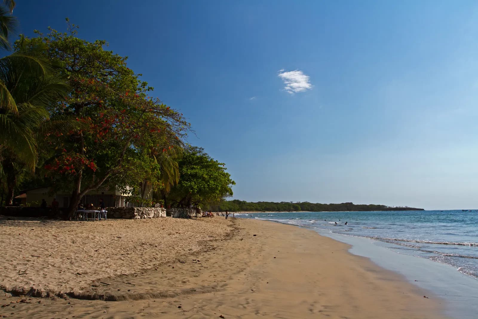 The sand of Tamarindo beach curving along the bay under a blue sky, with trees and red flowers on the left and swimmers in the sea
