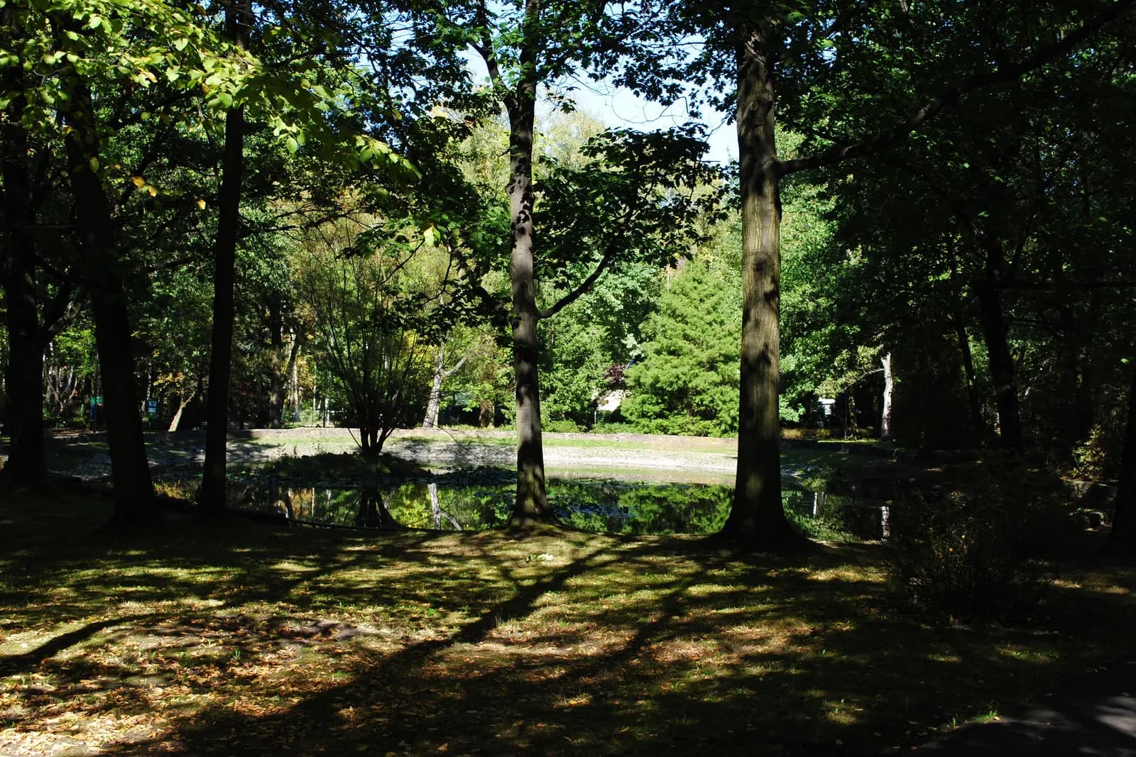 A small pond among tall trees in Park Kościuszki, Katowice, with sunlight on the grass
