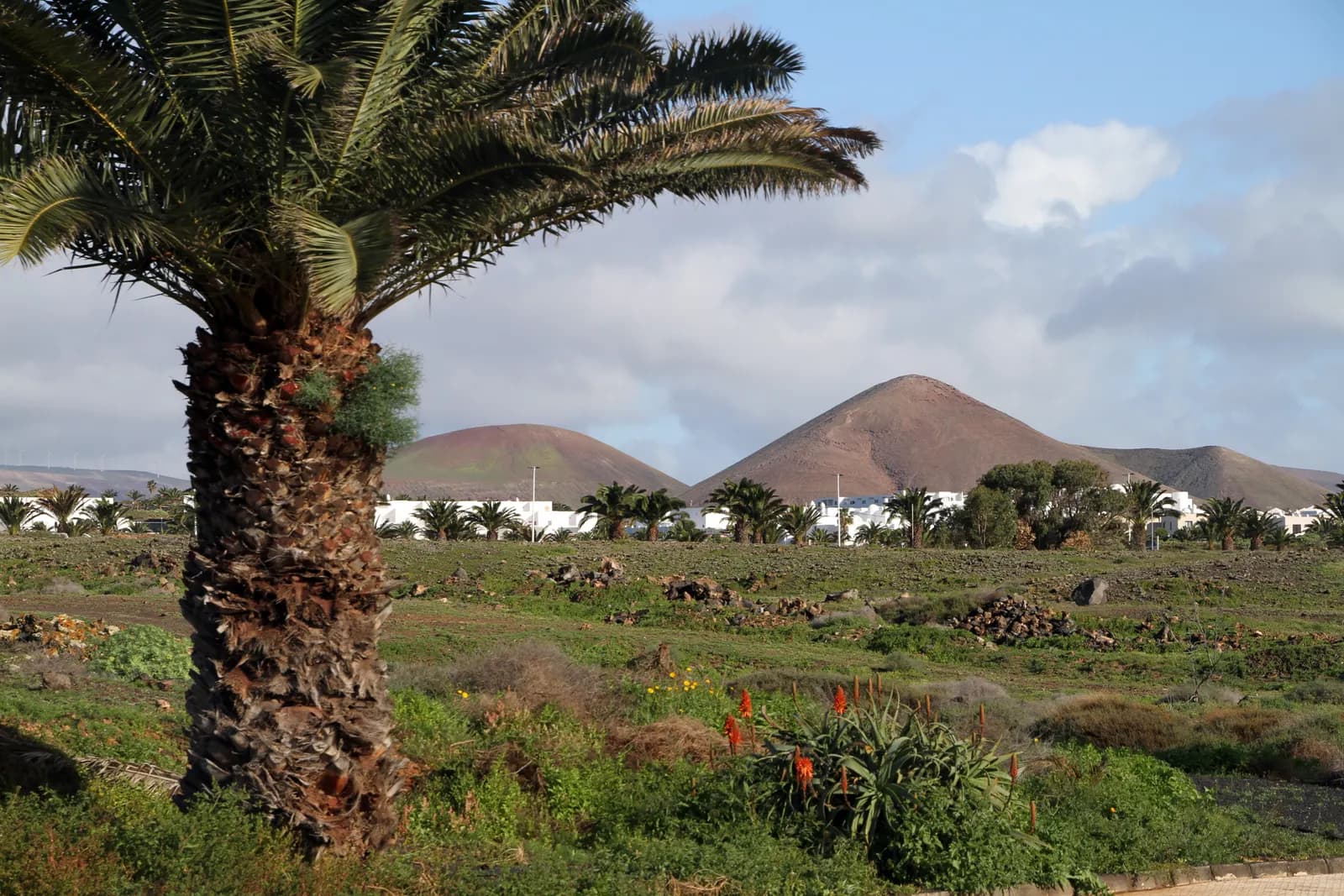 A palm tree and green open ground on the edge of Costa Teguise, with white houses and two volcanic cones behind.