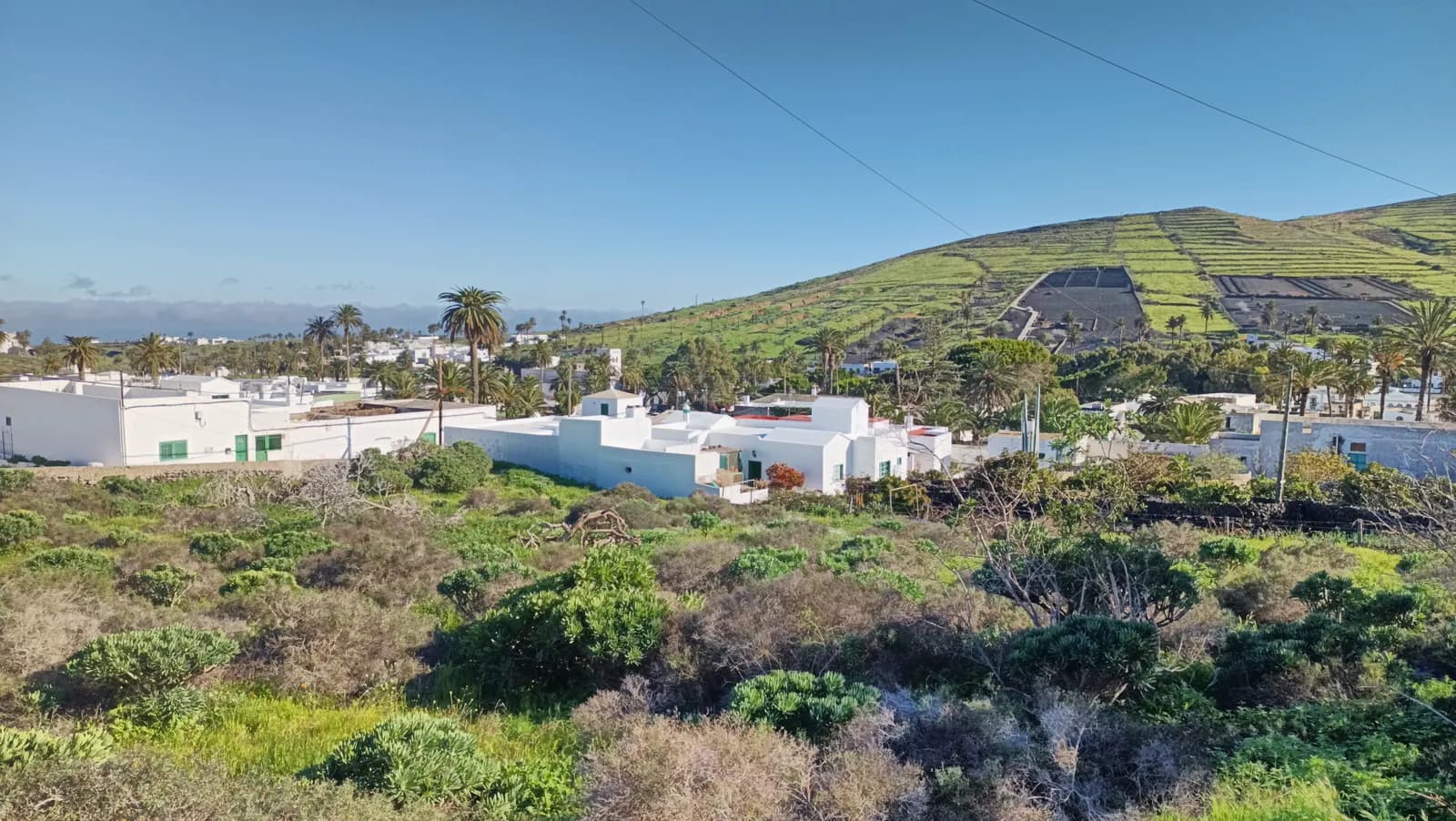 White houses and palm trees in Haría, with a green terraced hillside behind and scrub in the foreground.