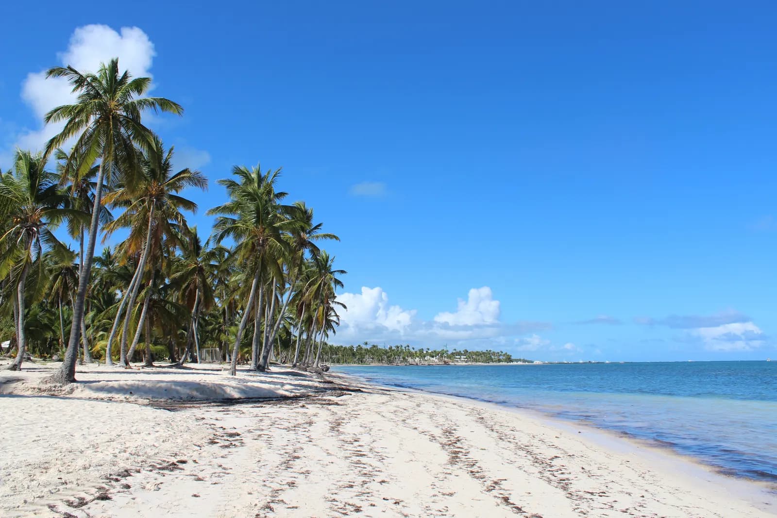 Coconut palms leaning over white sand at Cabeza de Toro beach in Punta Cana, with calm blue sea and a line of palms along the shore