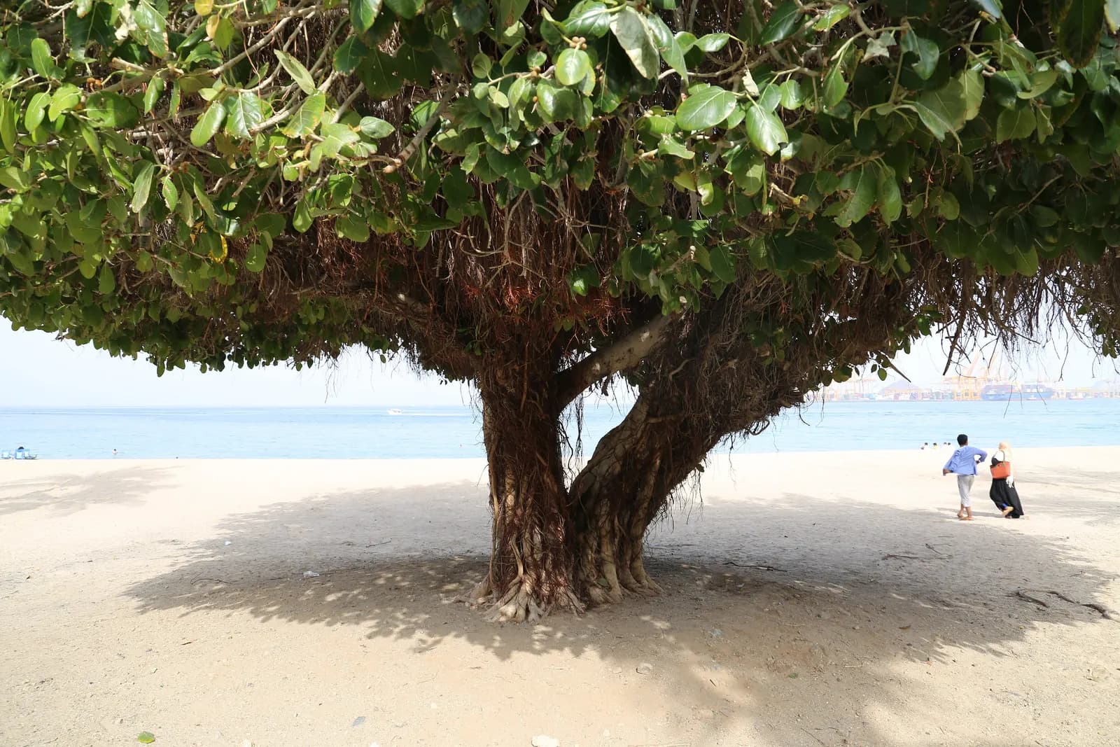 A broad shade tree on the sand of the Khor Fakkan corniche beach, with the calm sea and the port cranes in the distance