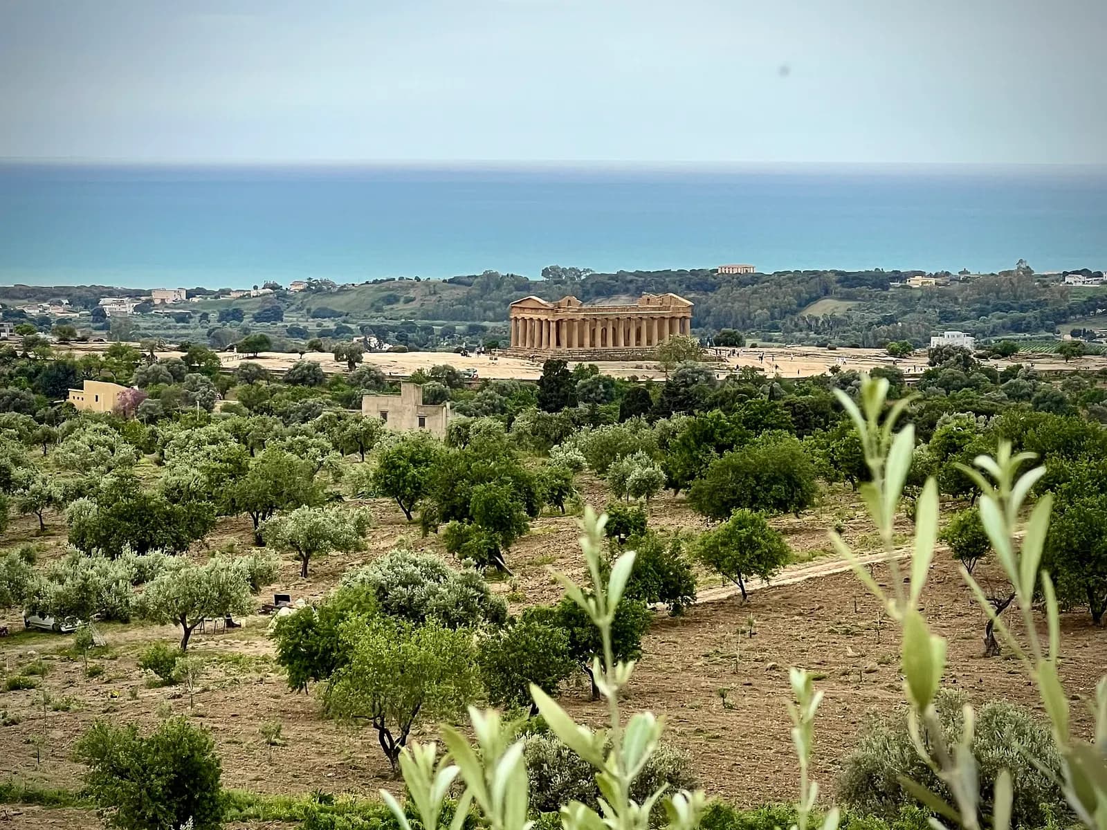 The Temple of Concordia in the Valley of the Temples above olive groves, with the sea on the horizon
