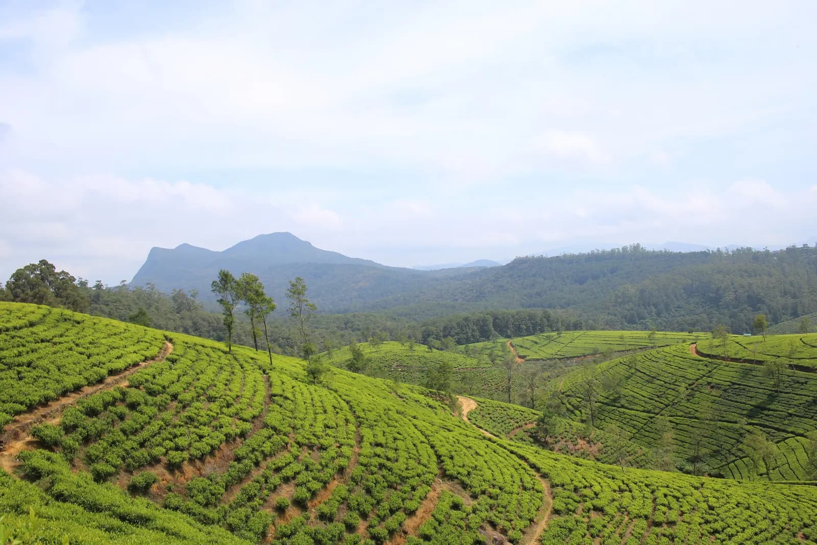 Rows of tea bushes on rolling hills near Nuwara Eliya, with tall trees, forested slopes and a mountain behind under a pale sky
