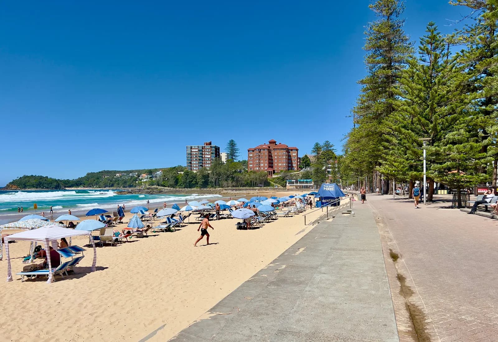 Manly Beach with blue umbrellas and sun loungers on the sand, a paved promenade lined with tall pines, and apartment blocks near the far headland under a clear sky